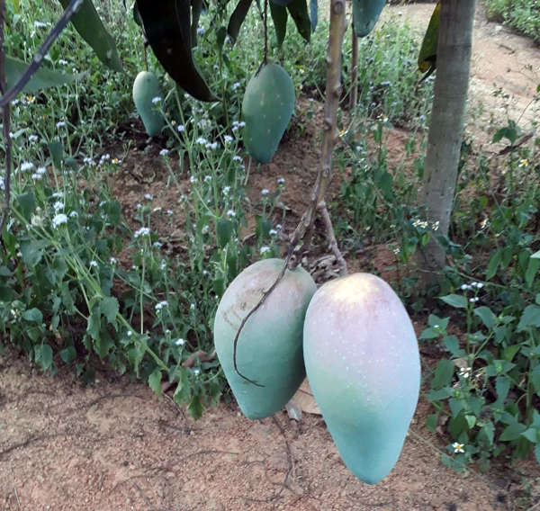 Quả xoài giòn trồng ở Nậm Chạc to, ngon, mẫu mã đẹp nên được ưa chuộng.