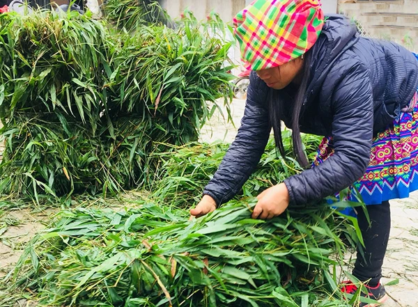 Bó cỏ để chở về cho “đầu cơ nghiệp”.