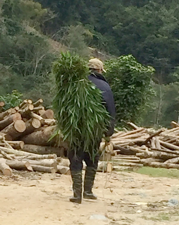 Gánh cỏ mang về tích trữ cho trâu ăn trong dịp Tết.