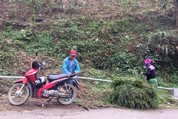 Không dễ để tìm được đủ cỏ cho gia súc. Không dễ để tìm được đủ cỏ cho gia súc.