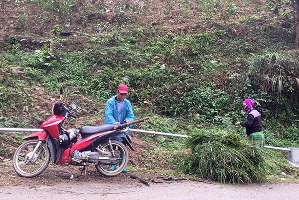 Không dễ để tìm được đủ cỏ cho gia súc.