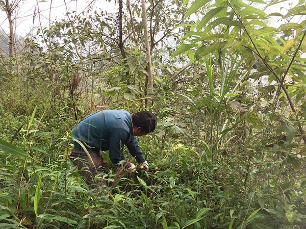 Anh Sùng Seo Tùng miệt mài cắt cỏ cho trâu.