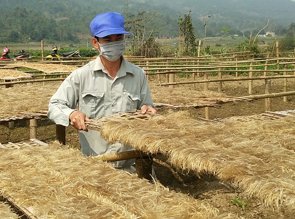 Miến đao sâm chinh phục người tiêu dùng ảnh 1