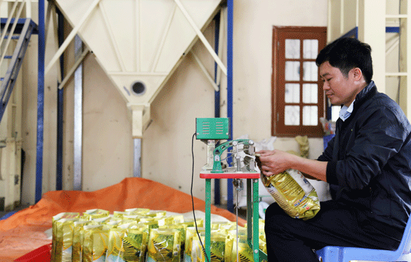 Xã viên HTX Tiên Phong Mường Vi (xã Mường Vi, huyện Bát Xát) đóng gói sản phẩm gạo Séng cù.