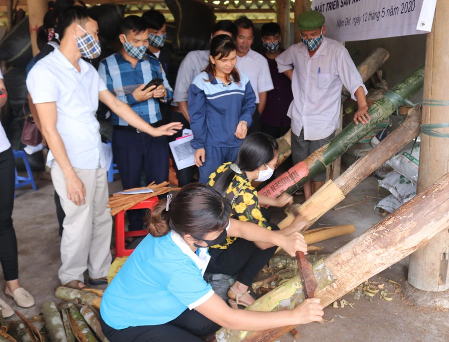 Thực hành bào vỏ quế.