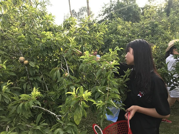 Vườn mận Bắc Hà thu hút du khách ảnh 4