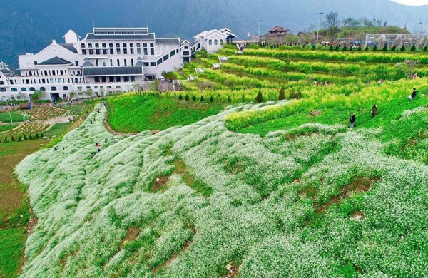 Cánh đồng hoa cải trắng đẹp và lớn nhất nằm ngay cạnh nhà ga cáp treo lên đỉnh Fansipan. Du khách tập nập đến ngắm hoa cải trắng Sa Pa. Du khách thích thú chụp hình kỷ niệm ở vườn cải trắng.