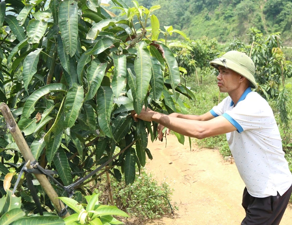 Cây xoài giòn sinh trưởng, phát triển tốt ở Nậm Chạc.