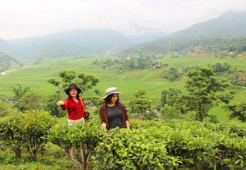 Mường Hum: Hối hả thu hái chè Bát Tiên ảnh 7