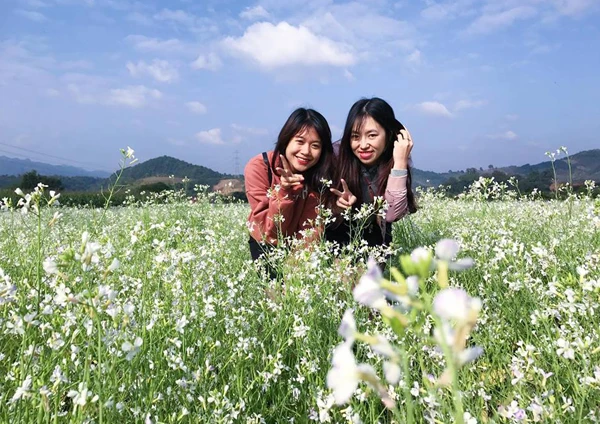 Cánh đồng hoa cải trắng đẹp và lớn nhất nằm ngay cạnh nhà ga cáp treo lên đỉnh Fansipan. Du khách tập nập đến ngắm hoa cải trắng Sa Pa. Du khách thích thú chụp hình kỷ niệm ở vườn cải trắng.
