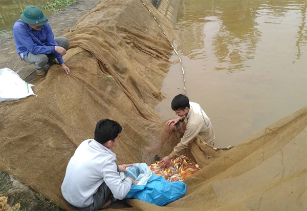 Các tiểu thương mua cá chép đỏ về bán lẻ. Các tiểu thương mua cá chép đỏ về bán lẻ.