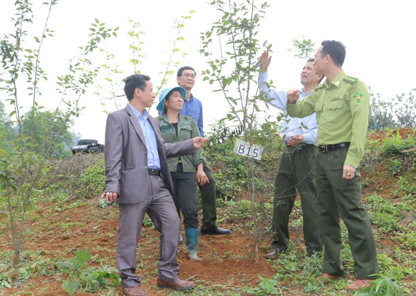 Kiểm tra mô hình trồng cây ba kích tím tại xã Nậm Chảy (ảnh chụp tháng 3/2020).