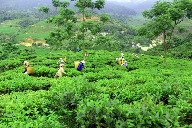 Mường Hum: Hối hả thu hái chè Bát Tiên ảnh 2