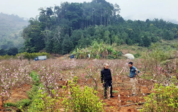 Giáp Tết Nguyên đán, các vườn đào ở Xuân Quang đua nhau khoe sắc. Đào trồng ở đất Xuân Quang được các nhà vườn chăm sóc rất tỷ mỷ nên hoa sai và màu sắc rực rỡ. Trong vườn có những cây đào cổ thụ cả vài chục năm tuổi. Bắt đầu từ ngày 20 tháng Chạp có nhiều du khách đến du xuân và mua đào về chơi tết. Nhiều du khách chọn đào chơi tết rất cẩn thận. Khi khách ưng ý, nhà vườn sẽ dùng thuổng bứng đào lên, buộc gốc và chuyển đến địa chỉ khách yêu cầu. Đào được chuyển đến nhà khách mua bằng ô tô. Hoặc chở lên chợ hoa trên thành phố Lào Cai để bày bán. Một lượng lớn đào Xuân Quang được bày bán tại chợ hoa xuân thành phố Lào Cai mang thêm sắc xuân cho thành phố.