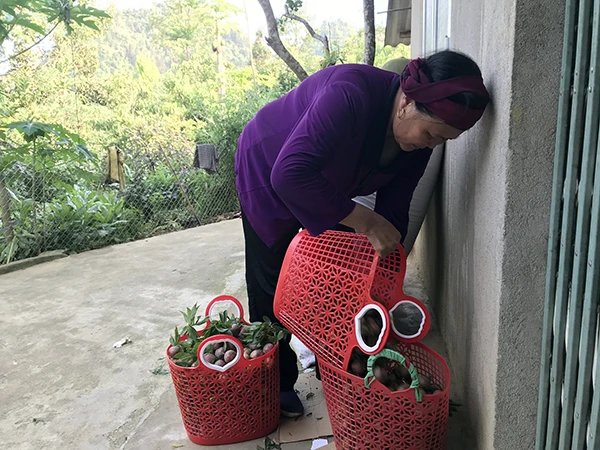 Vườn mận Bắc Hà thu hút du khách ảnh 6