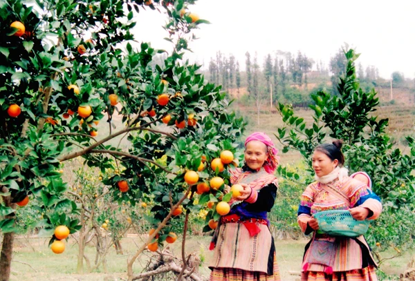 Một hộ người Mông xã Lầu Thí Ngài, huyện Bắc Hà làm giàu nhờ trồng cam lai. Một hộ người Mông xã Lầu Thí Ngài, huyện Bắc Hà làm giàu nhờ trồng cam lai.