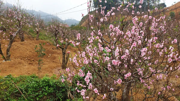 Giáp Tết Nguyên đán, các vườn đào ở Xuân Quang đua nhau khoe sắc. Đào trồng ở đất Xuân Quang được các nhà vườn chăm sóc rất tỷ mỷ nên hoa sai và màu sắc rực rỡ. Trong vườn có những cây đào cổ thụ cả vài chục năm tuổi. Bắt đầu từ ngày 20 tháng Chạp có nhiều du khách đến du xuân và mua đào về chơi tết. Nhiều du khách chọn đào chơi tết rất cẩn thận. Khi khách ưng ý, nhà vườn sẽ dùng thuổng bứng đào lên, buộc gốc và chuyển đến địa chỉ khách yêu cầu. Đào được chuyển đến nhà khách mua bằng ô tô. Hoặc chở lên chợ hoa trên thành phố Lào Cai để bày bán. Một lượng lớn đào Xuân Quang được bày bán tại chợ hoa xuân thành phố Lào Cai mang thêm sắc xuân cho thành phố.