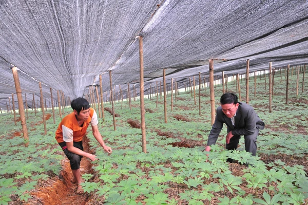 Anh Giàng Seo Châu (người mặc áo đen) chăm sóc vườn tam thất của gia đình. Anh Giàng Seo Châu (người mặc áo đen) chăm sóc vườn tam thất của gia đình.