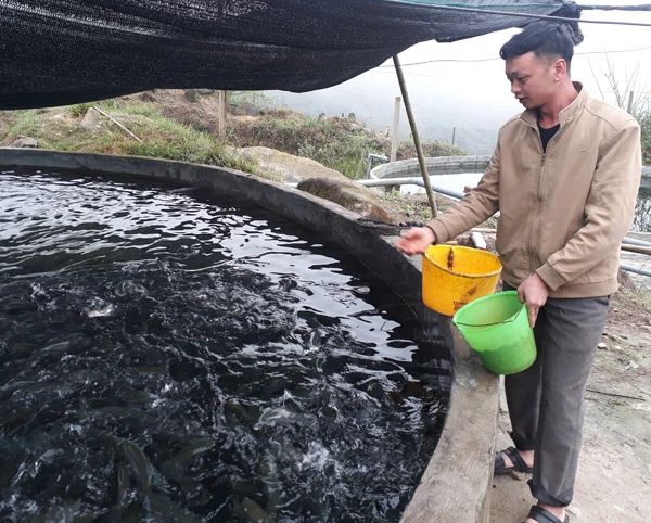 Người dân vùng cao Bát Xát chăm sóc cá hồi.