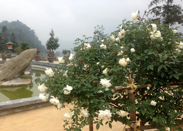 Vườn hoa hồng cổ Sa Pa vốn là điểm đến ấn tượng với nhiều du khách. Ảnh: Phạm Khánh