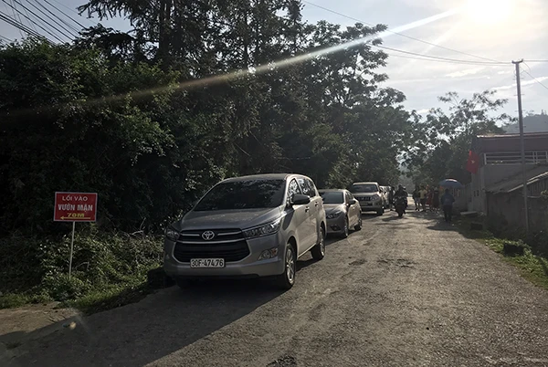 Vườn mận Bắc Hà thu hút du khách ảnh 2