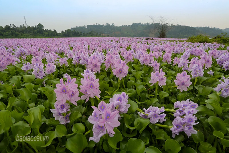 Hoa lục bình nở bung tại khu vực hồ Đồng Tuyển (thành phố Lào Cai). Cảnh sắc lãng mạng cho ta có cảm giác đang ở miền Tây - vùng sông nước. Cây được đặt tên là lục bình vì có 6 hoa nở trên mỗi bông tạo thành chùm. Hoa nở dày đặc trên mặt hồ tạo khung cảnh quyến rũ.