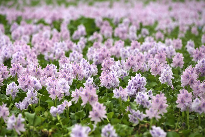 Vẻ đẹp hoa lục bình trong lòng hồ Đồng Tuyển ảnh 3