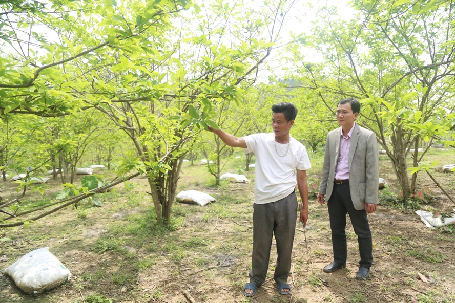 Mô hình trồng cây ăn quả cho thu nhập cao ở xã Trì Quang (Bảo Thắng).