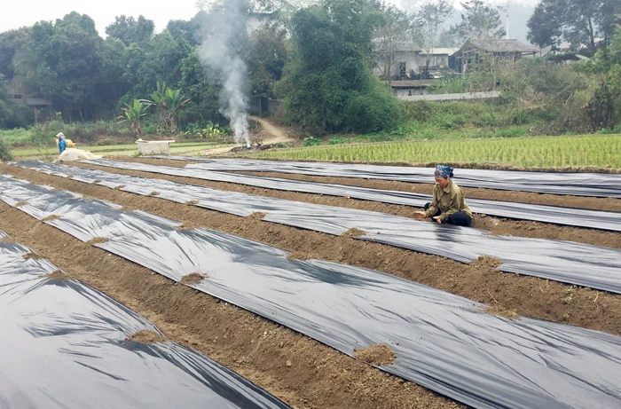 Chị Trần Thị Huệ, thôn Đo Ngoài, xã Thái Niên tranh thủ làm đất để trồng vụ dưa mới.