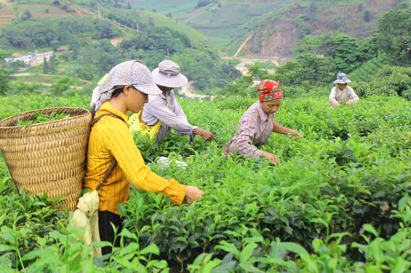 Mường Hum: Hối hả thu hái chè Bát Tiên ảnh 3