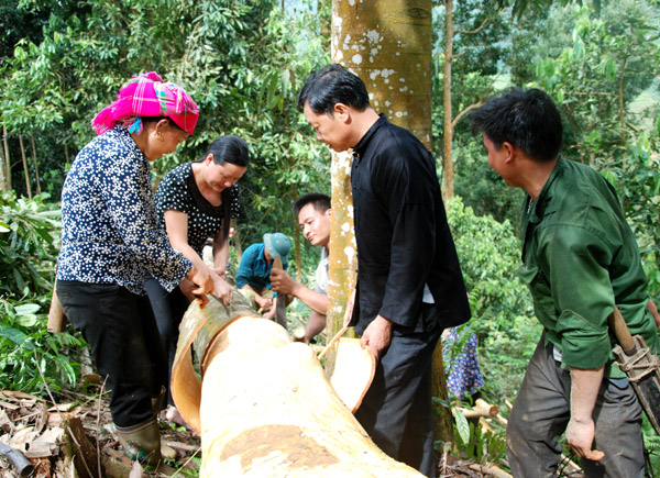 Nông dân xã Nậm Đét (Bắc Hà) thu hoạch quế.