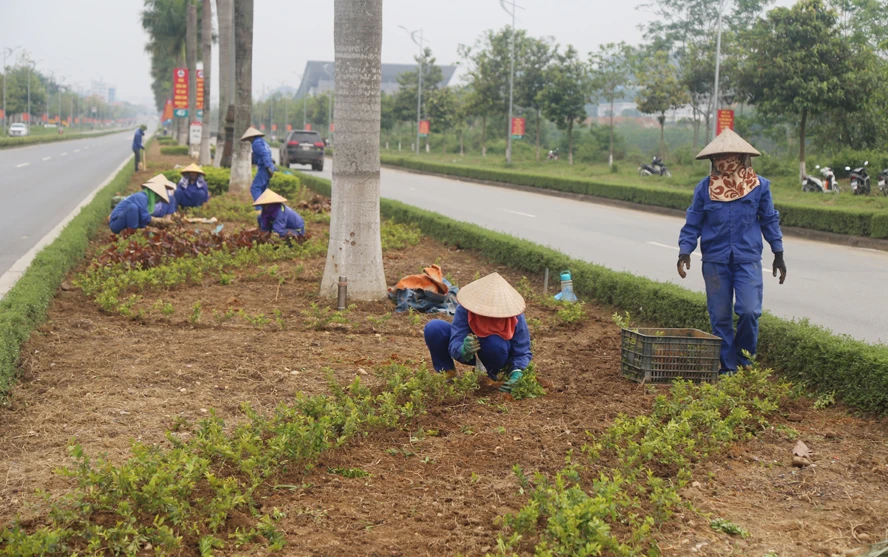 Trồng cây xanh, hoa ở dải phân cách đường Trần Hưng Đạo.