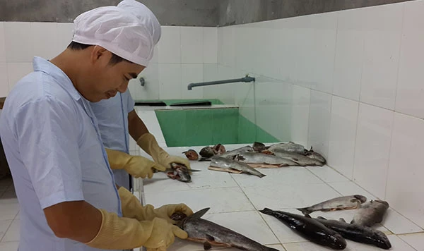 Công nhân của Công ty Song Nhi – Sa Pa chế biến cá hồi trước khi giao cho các siêu thị.