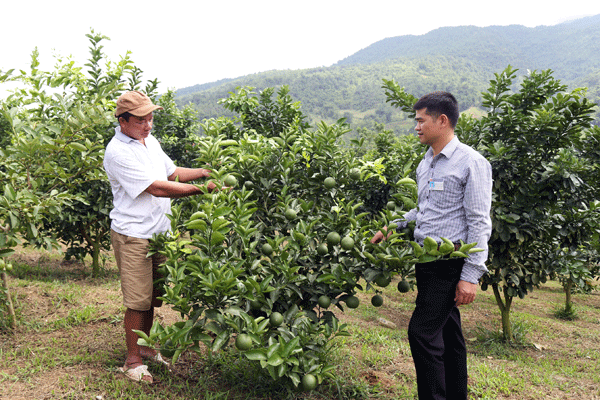 Mô hình trồng cam ở xã Khánh Yên Trung, huyện Văn Bàn.
