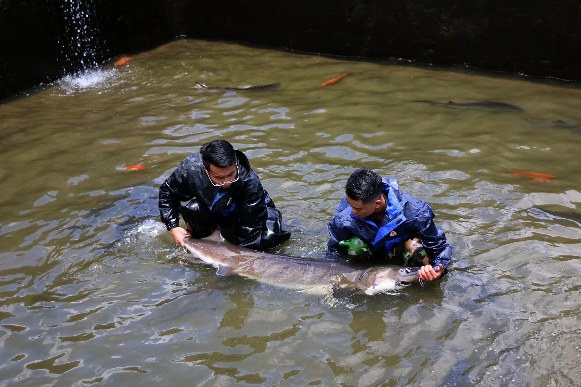 Nguyễn Anh Tuấn (phải ảnh) và con cá tầm khổng lồ.