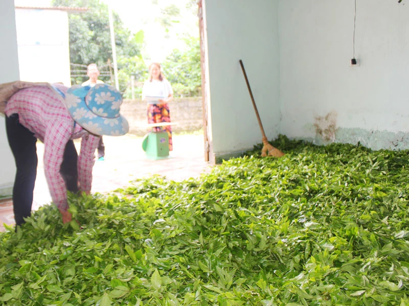 Mường Hum: Hối hả thu hái chè Bát Tiên ảnh 6