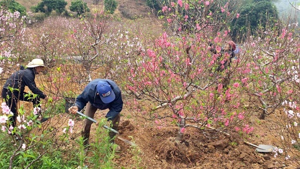 Giáp Tết Nguyên đán, các vườn đào ở Xuân Quang đua nhau khoe sắc. Đào trồng ở đất Xuân Quang được các nhà vườn chăm sóc rất tỷ mỷ nên hoa sai và màu sắc rực rỡ. Trong vườn có những cây đào cổ thụ cả vài chục năm tuổi. Bắt đầu từ ngày 20 tháng Chạp có nhiều du khách đến du xuân và mua đào về chơi tết. Nhiều du khách chọn đào chơi tết rất cẩn thận. Khi khách ưng ý, nhà vườn sẽ dùng thuổng bứng đào lên, buộc gốc và chuyển đến địa chỉ khách yêu cầu. Đào được chuyển đến nhà khách mua bằng ô tô. Hoặc chở lên chợ hoa trên thành phố Lào Cai để bày bán. Một lượng lớn đào Xuân Quang được bày bán tại chợ hoa xuân thành phố Lào Cai mang thêm sắc xuân cho thành phố.