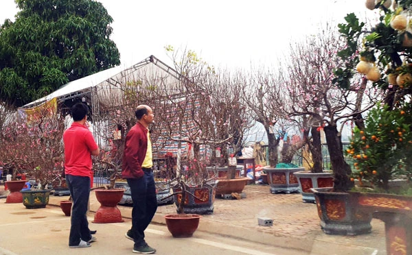 Giáp Tết Nguyên đán, các vườn đào ở Xuân Quang đua nhau khoe sắc. Đào trồng ở đất Xuân Quang được các nhà vườn chăm sóc rất tỷ mỷ nên hoa sai và màu sắc rực rỡ. Trong vườn có những cây đào cổ thụ cả vài chục năm tuổi. Bắt đầu từ ngày 20 tháng Chạp có nhiều du khách đến du xuân và mua đào về chơi tết. Nhiều du khách chọn đào chơi tết rất cẩn thận. Khi khách ưng ý, nhà vườn sẽ dùng thuổng bứng đào lên, buộc gốc và chuyển đến địa chỉ khách yêu cầu. Đào được chuyển đến nhà khách mua bằng ô tô. Hoặc chở lên chợ hoa trên thành phố Lào Cai để bày bán. Một lượng lớn đào Xuân Quang được bày bán tại chợ hoa xuân thành phố Lào Cai mang thêm sắc xuân cho thành phố.