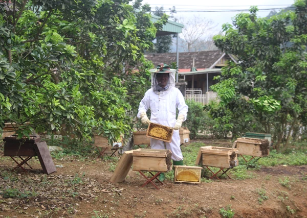 Niềm vui mùa mật ngọt.