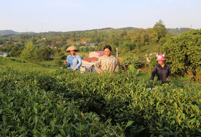 Chuyên canh cây trè giống mới tại xã Phú Nhuận (Bảo Thắng) mang lại thu nhập cao cho nông dân.