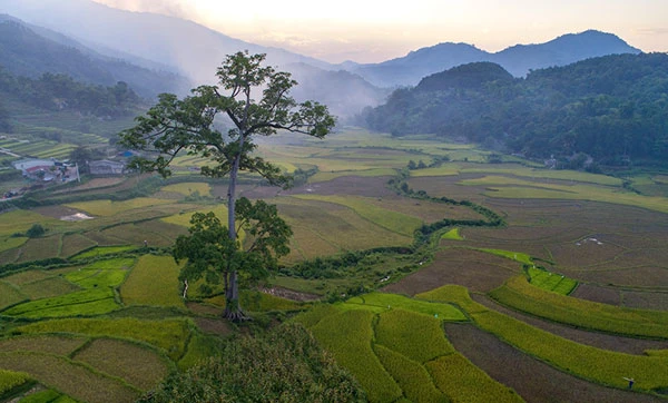 Ngắm ruộng bậc thang Hợp Thành mùa lúa chín ảnh 3