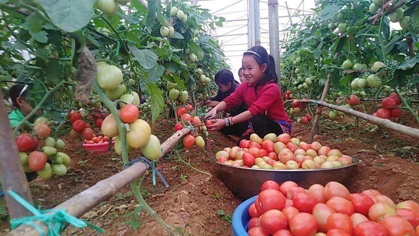 Hồn nhiên trẻ em vùng cao Lào Cai ảnh 7