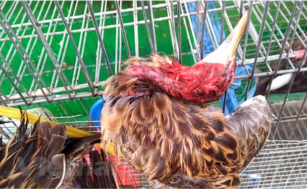 Hoạt động buôn bán chim trời trái phép diễn ra công khai tại chợ nông sản Thạnh Hóa, tỉnh Long An. (Ảnh: H.V/Vietnam+)