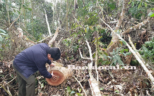 Lực lượng kiểm lâm Mường Khương xác định khối lượng rừng bị phá.