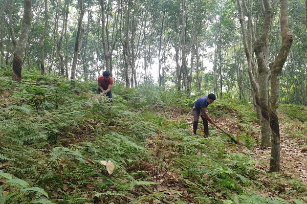Mặc dù đã đến vụ khai thác mủ cao su, nhưng nhiều hộ vẫn chưa thể khai thác vì chưa tìm được đầu ra.