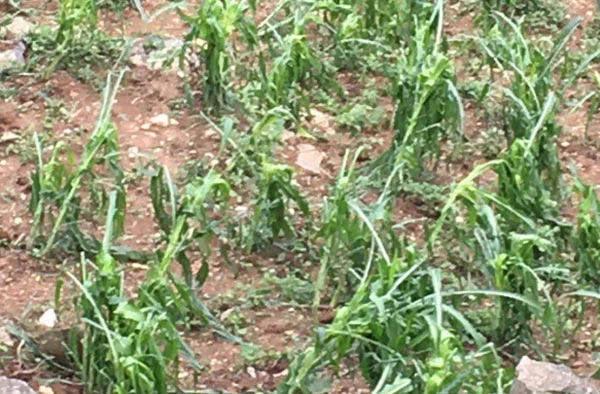 Ngô bị gãy đổ do mưa lớn.