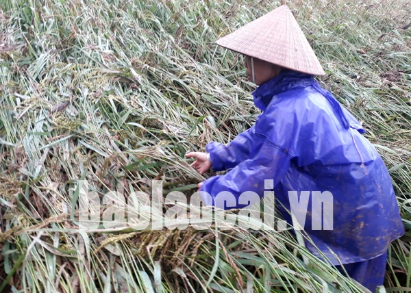 Người dân Bát Xát gồng mình khắc phục hậu quả mưa lũ ảnh 8