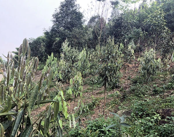 16 ha quế trên địa bàn huyện Bảo Yên bị nhiễm bệnh phấn trắng.