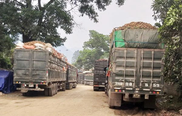 Tình trạng xe quá khổ, quá tải tham gia giao thông đang có chiều hướng gia tăng trên các tuyến đường địa bàn tỉnh (ảnh chụp trên Tỉnh lộ 151C, đoạn qua xã Tân An, huyện Văn Bàn, tháng 3/2020).