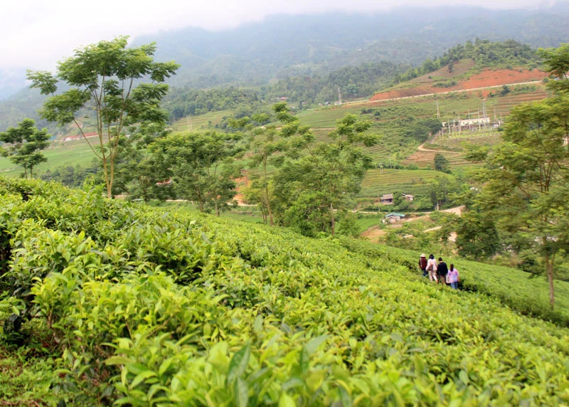 Từ tháng 2 đến tháng 7 hằng năm là thời điểm tốt nhất để thu hái chè. Thời gian cao điểm, các chủ đồi chè thuê từ 30- 40 nhân công một ngày để hái búp. Đây là cơ hội để người lao động địa phương có thêm việc làm, thu nhập. Trung bình một lao động có thể hái được từ 50 - 60 kg búp chè tươi/ngày. Sau khi thu hái, búp chè sẽ được chở về điểm tập kết. Những búp chè xanh được đem phơi để làm chè khô hoặc đợi thương lái đến thu mua. Những đồi chè xanh tươi ở Mường Hum còn thu hút khách du lịch. Người dân nơi đây đang có ý tưởng phát triển du lịch nông nghiệp từ cây chè để tăng thêm thu nhập.